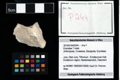 Foto (Objekt + Etikett) von Erymidae ? Indet.  (NHMW-GEO-2014-0194-0244)